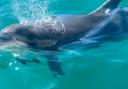 Dolphin spotted in Portland Harbour