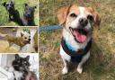 Would you be able to give one of these animals a home in the Dorset area?