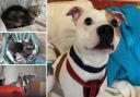 Could you adopt any of these pets from Ashley Heath Animal Centre?