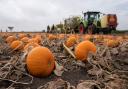 There are numerous patches around Dorset and the New Forest which have plenty of pumpkins to choose from