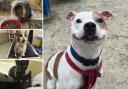 Can you give any of these pets a home in Dorset?