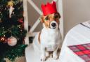 See the Christmas foods dogs can and can't eat as well as the symptoms to look out for which can tell you if they've eaten something they shouldn't have.