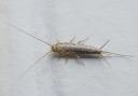 Silverfish do not bite, sting or carry any diseases. 