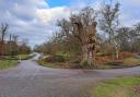 The 600-year-old King Oak in the New Forest has been spared the axe, despite being declared dead