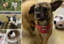 Could you give any of these pets a home in Dorset?