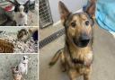 Could you give any of these Dorset pets a home?