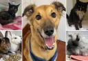 Can you give any of these Dorset pets a home?