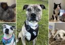 Can you give any of these Dorset pets a home?