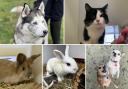 Can you give any of these Dorset pets a home?