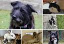 Can you give any of these Dorset RSPCA pets a home?