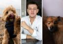 Alex Harwood and insets of his work as a dog photographer.