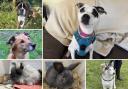 Can you give any of these Dorset RSPCA pets a home?