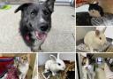 Can you give any of these Dorset RSPCA pets a home?