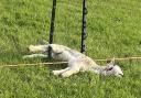 A deceased sheep tied to a post with a poster reading: ‘This is what dogs do to sheep’ has been circulating online.