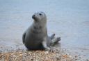 Seal on Weymouth beach