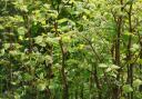 What do I do if find Japanese Knotweed? How you can get rid of it.