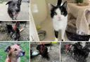 Can you give any of these Dorset RSPCA pets a home?