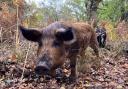 National Trust has asked people not to pet the pigs as they return to Purbeck.