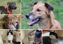 Can you give any of these Dorset RSPCA pets a home?