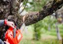 These are the rules if you want to cut overhanging branches from your neighbour's tree