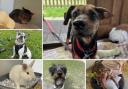 Can you give any of these Dorset RSPCA pets a home?