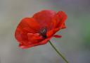 A letter writer is concerned poppies have been cut down