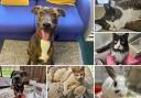 Can you give any of these Dorset RSPCA pets a home?