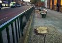 Three maple tress were felled outside KFC in New Milton.