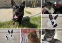 Can you help find these Dorset RSPCA pets a home?