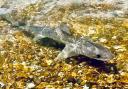 Donna Bailey was walking along Highcliffe beach when she came across a smoothound shark swimming in shallow waters.