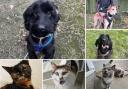 Can you help find these Dorset RSPCA pets a home?