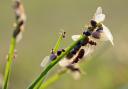 Flying ants emerge in swarms during a warm period of the summer in the UK