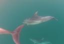 GoPro shot of the dolphins at Branksome