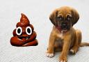 New data has revealed that there were 451 complaints of dog poo in public areas since 2023.