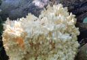 Coral tooth mushroom