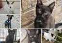 Can you help find these Dorset RSPCA pets a home?