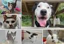 Can you help find these Dorset RSPCA pets a home?