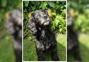 Bessie, a 14 year old cocker spaniel.