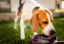 Communal water bowls for dogs are commonly found in locations across the country including in beer gardens, parks and outside cafes.