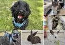 Can you help find these Dorset RSPCA pets a home?