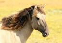 Stock image of a horse.