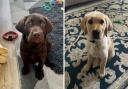 Robin (left) is a Labrador, and Vesper (right) is a Labrador cross golden retriever.