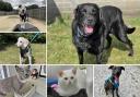 Can you help find these Dorset RSPCA pets a home?