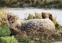 Seals at Beaulieu River.