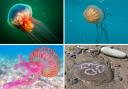 While there aren't any jellyfish in UK waters that are as dangerous as the box jellyfish, which is found in Australia, there are some that can give you a nasty sting.