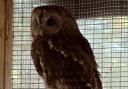 Moyles Court Wildlife Hospital received a report from Cedar Vets in Verwood of a tawny owl that was found ‘dumped and left to die in a waste bin’.