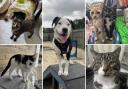 Could you give any of these Dorset RSPCA pets a home?