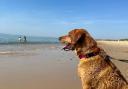 A dog on Hengistbury Head beach.