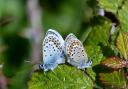 The National Trust said populations of the silver-studded blue butterflies at Studland heaths in Dorset, which the charity cares for, have seen a bumper year.