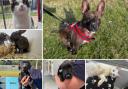 Could you give any of these Dorset RSPCA pets a home?